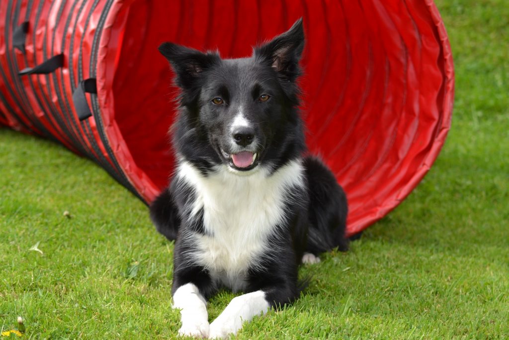 Border collie